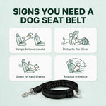 Signs you need a dog seat belt