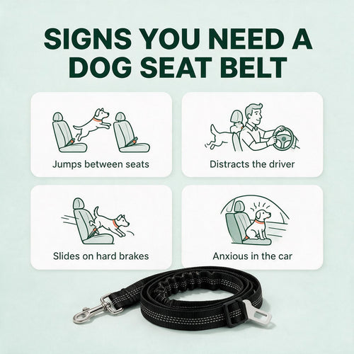 Signs you need a dog seat belt