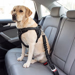 Dog secured on back seat with the seat belt