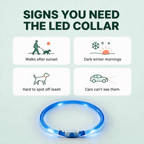 Signs you need the LED collar