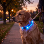 Glowing collar on an evening walk